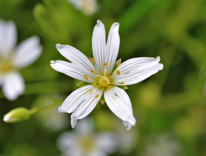 big-star-chrysalis-5172669_1920